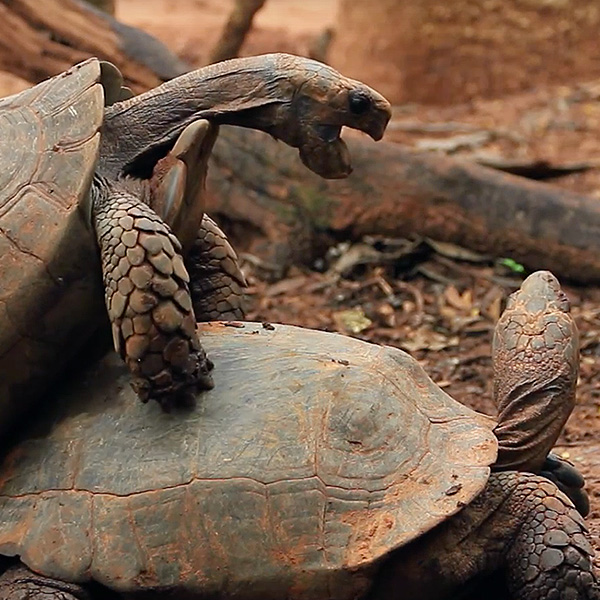 Netflix – Orange is the new Black